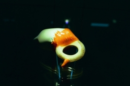  Body Politics,
<br/>Fachhochschule Trier, Niemcy 