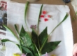 Image01